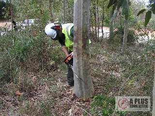 Basic Tree Felling Course Scarf Cut