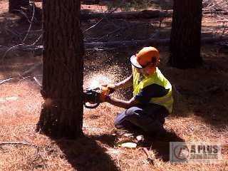 Basic
              Tree Felling Course Back Cut