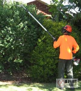 Pole
            Hedgetrimmer in action