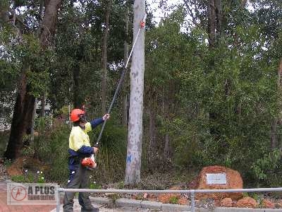 Pole Saw Cutting Branch