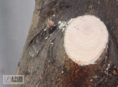 Pruning
            Collar Cut