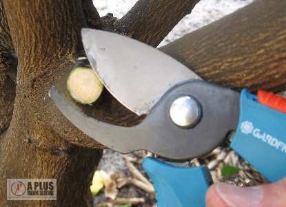 Secateur making
            proper cut