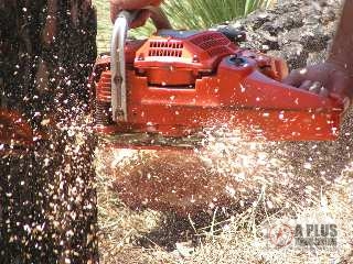 Tree
              Felling Training Back Cut